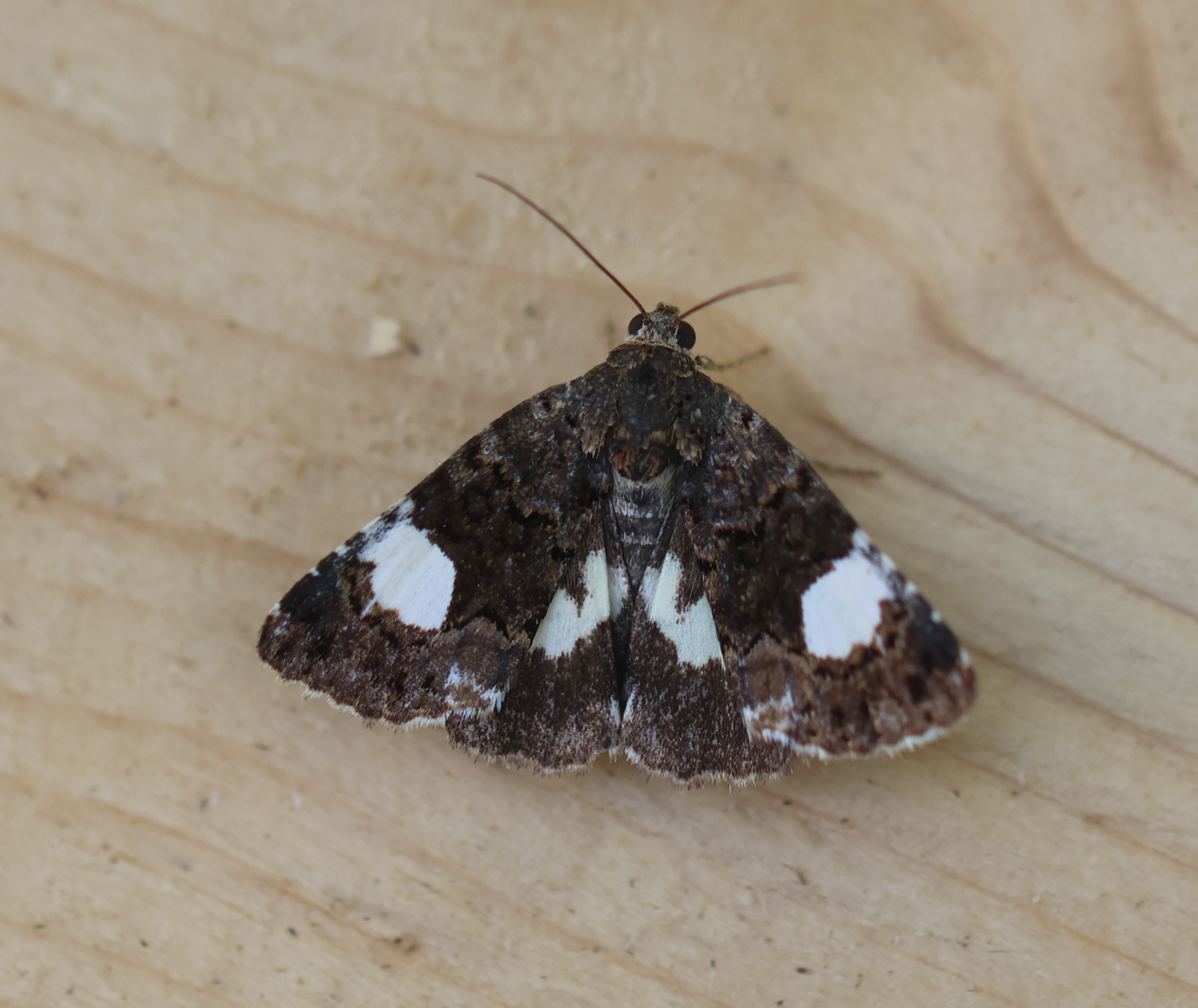 Photo of Four-spotted (Tyta luctuosa)